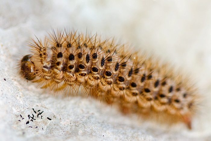 Bruco da identificare - Cymbalophora pudica
